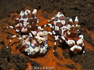 Hymenocera elegans - couple - by Alex Varani 